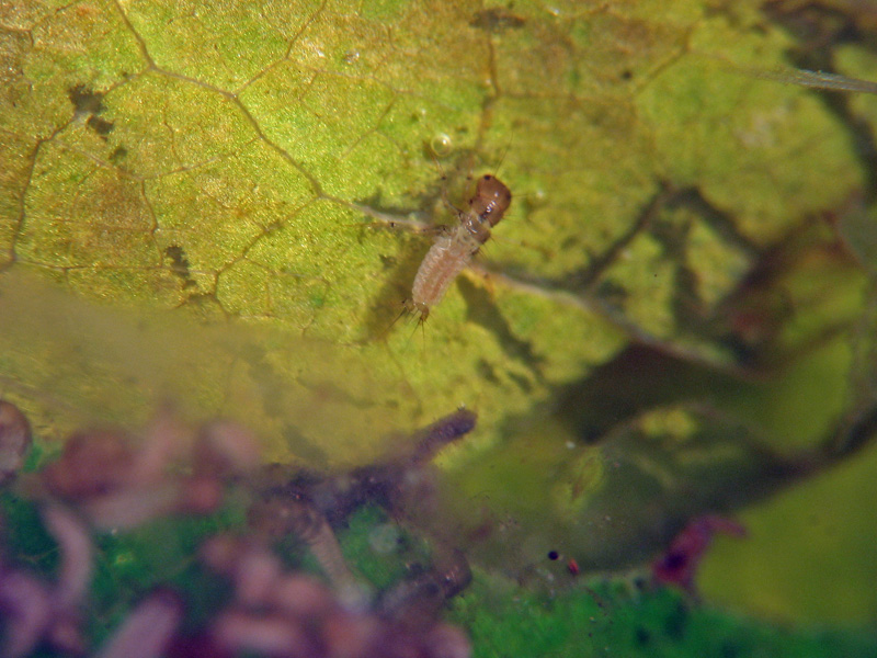 Larve di tricottero Limnephilidae nel sottobosco